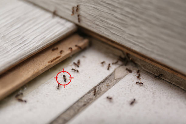 Best Local Pest Control Services  in Laurel Springs, NJ