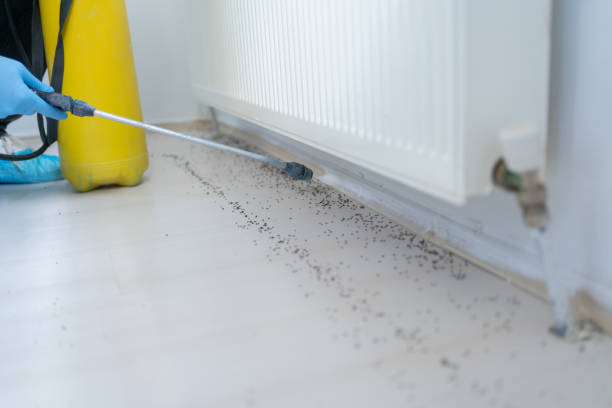 Best Spider Control Near Me  in Laurel Springs, NJ
